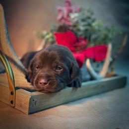 Gnat - Chocolate male Labrador Retriever puppy in Isle, Minnesota from Dog Ear Outfitters