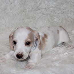 Cream Pie - Cream female Dachshund puppy in Lily, Kentucky from Little Acres Miniature Dachshunds