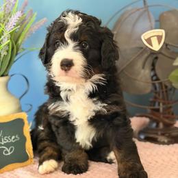 Lucky - Tri-color male Bernedoodle puppy in Denver, Pennsylvania from Redcay's Mini Bernedoodles