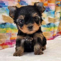 Pixie TEACUP - Blue and gold female Yorkshire Terrier puppy in Monticello, Iowa from Ashley’s Puppies