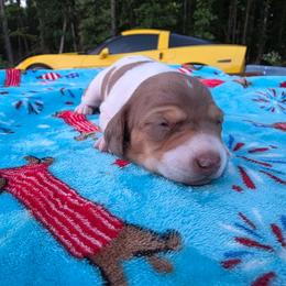 Pie - Dapple female Dachshund puppy in West Plains, Missouri from Spring Creek Dachshunds