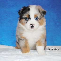 Miniature Australian Shepherd Puppies from Aussie Amor