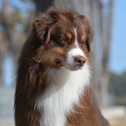 Australian Shepherds from Testimony Australian Shepherds