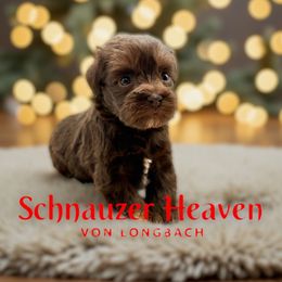Ovalina AKC - Liver female Miniature Schnauzer puppy in Pelzer, South Carolina from Schnauzer Heaven Von Longbach