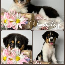 4 Lady Luck, BTF - Black tri-color female Australian Shepherd puppy in Huntington, Texas from JKKJ Farms, LLC