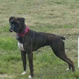 Bonnie - Boxer
