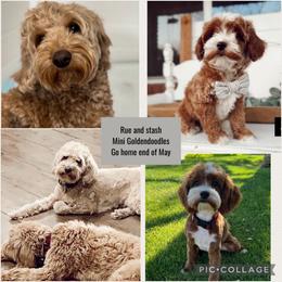 Goldendoodle puppies from Pedersendoodles