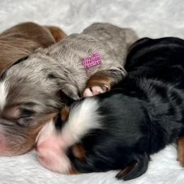 Bernedoodle, Bernese Mountain Dog, and Golden Retriever Puppies from Mercy Mountain Bernedoodles