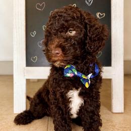 Sage - Chocolate male Goldendoodle puppy in Camden, North Carolina from Oopsie Doodles of NC