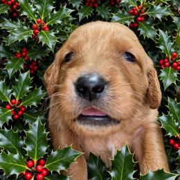 Holly - Dark golden female Golden Retriever puppy in Wendell, Minnesota from Floden Farm Golden Retrievers