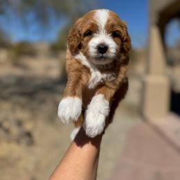 Ariel - Red  female Goldendoodle puppy in Goodyear, Arizona from GAMMIE’S DOODLES