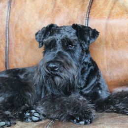 Beaux - Miniature Schnauzer