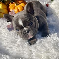 French Bulldog Puppies from NC Pawsibilities