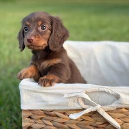 Chaol - Chocolate and tan male Dachshund puppy in Huffman, Texas from Alex's Dachshunds
