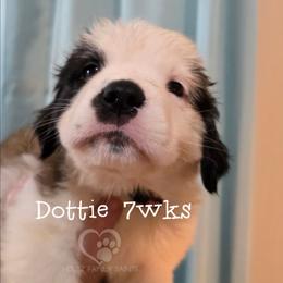 Dottie - White and brown female Saint Bernard puppy in Kaukauna, Wisconsin from Holtz Family Saints