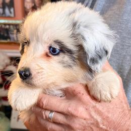 Leo - Blue merle male Australian Shepherd puppy in Grove, Oklahoma from Dollface Aussies