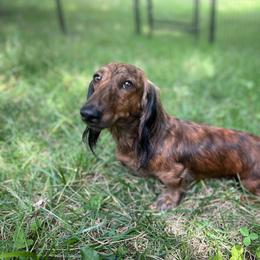 Maze - Dachshund
