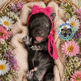 Rosie - Black female Miniature Schnauzer puppy in Magalia, California from NorCal Schnauzers