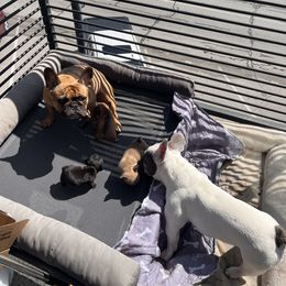 French Bulldog Puppies from Rockstar Kennel