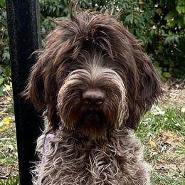 Jasper - Wirehaired Pointing Griffon