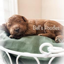 Nate - Red  male Poodle puppy in Fresno, California from Bell’s Poodles Of California