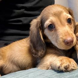 Loki - Chocolate and cream male Dachshund puppy in Moreno Valley, California from rdachshunds