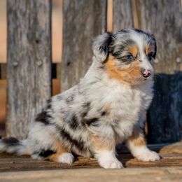 Aloha - Blue merle male Miniature Australian Shepherd puppy in Niles, Michigan from Impression Dogs