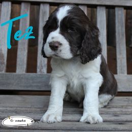 Tex - Liver and white male English Springer Spaniel puppy in Canyonville, Oregon from Enos Ranch Springer Spaniels