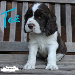 Tex - Liver and white male English Springer Spaniel puppy in Canyonville, Oregon from Enos Ranch Springer Spaniels