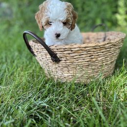 Girl 1 - female Cavapoo puppy in Englewood, Ohio from Hart’s Cavapoos