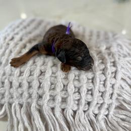 Purple Collar - Black and tan female Irish Doodle puppy in Indiahoma, Oklahoma from Farm Fresh Doodles