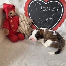 Donzi - Mahogany and white male Saint Berdoodle puppy in Traverse City, Michigan from Bare Paws Saint Berdoodles