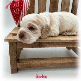 Bourbon - Buff and white male Cocker Spaniel puppy in Texarkana, Texas from K&M Cocker Spaniels