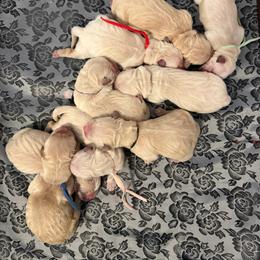 Steve - Golden male Golden Retriever puppy in Duncan, South Carolina from Glimmer Goldens