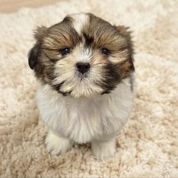 Peter - Tricolor male Shih Tzu puppy in Bourne, Massachusetts from Shih Tzu Pups
