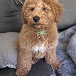 Bernedoodle, Cavapoo, Goldendoodle, Miniature Schnauzer, and Poodle Puppies from Alyssa Xxweetdoodles
