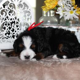 Waffles - Tri-color male Bernedoodle puppy in Eagle Mountain, Utah from Fur Real Puppies.