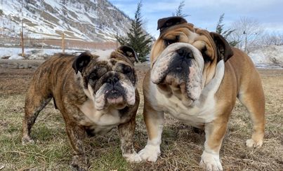 2 Bulldogs stand with a mountain backdrop