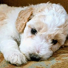 George - Parti male Goldendoodle puppy in Western Massachusetts, Massachusetts from Magical Goldendoodles of Pioneer Valley, MA