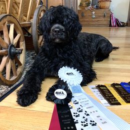 Brinkley - Portuguese Water Dog