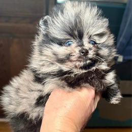 Bumblebee - Blue merle female Pomeranian puppy in Edmond, Oklahoma from My Sun & Moon Poms