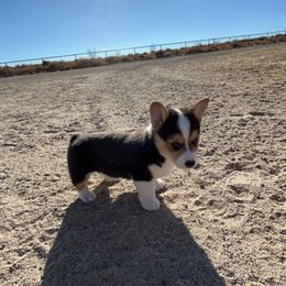 Pembroke Welsh Corgi Puppies from Fuzzy Butt Corgis