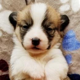 American Corgi and Pembroke Welsh Corgi Puppies from Whimsical Treasure Corgis