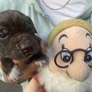 Doc - Liver male Pointer puppy in Olympia, Washington from Birdsboro Pointers