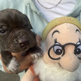 Doc - Liver male Pointer puppy in Olympia, Washington from Birdsboro Pointers
