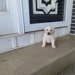 Carlos - Yellow male Labrador Retriever puppy in Woodburn, Indiana from Marlene's Labrador Retrievers