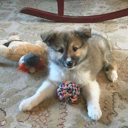 Icelandic Sheepdog Puppies from Greenbrier Icelandics