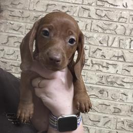Pike - Red male Dachshund puppy in Athens, Texas from County Road Puppies