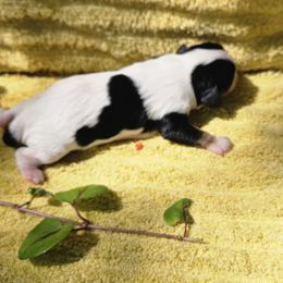 Panda - Tri-color male Cavalier King Charles Spaniel puppy in Charity, Missouri from Missouri. Cavaliers