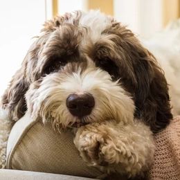 Aussiedoodle All Grown Up from Nellie’s AussieDoodles